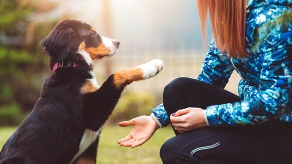 How To Train Your Dog