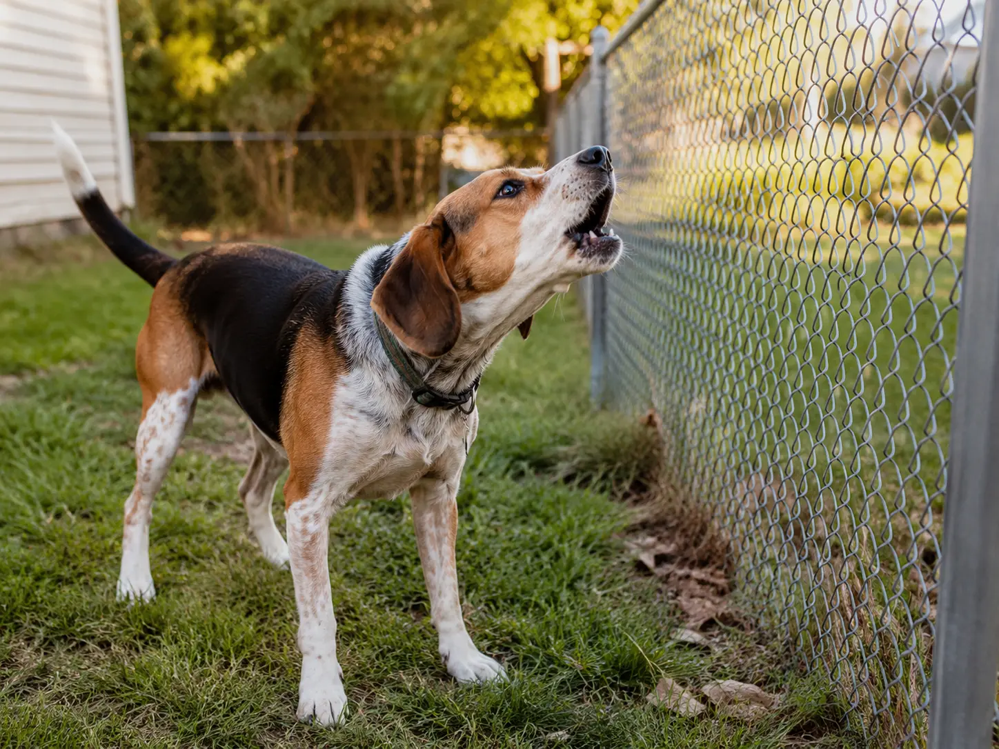 Anti-Bark Devices Not Working What Owners Often Misunderstand