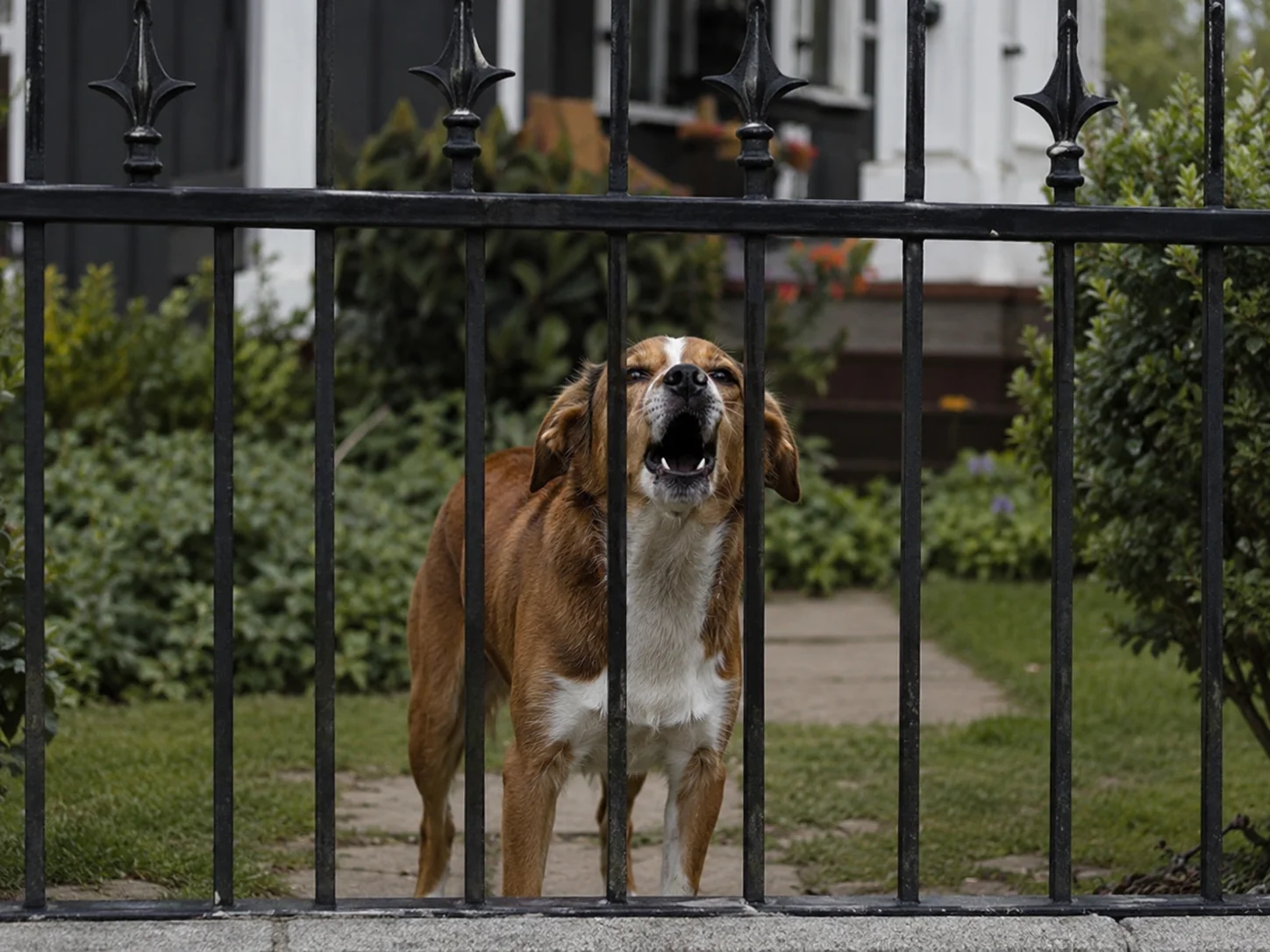 Dog resting calmly in an apartment away from hallway and window triggers