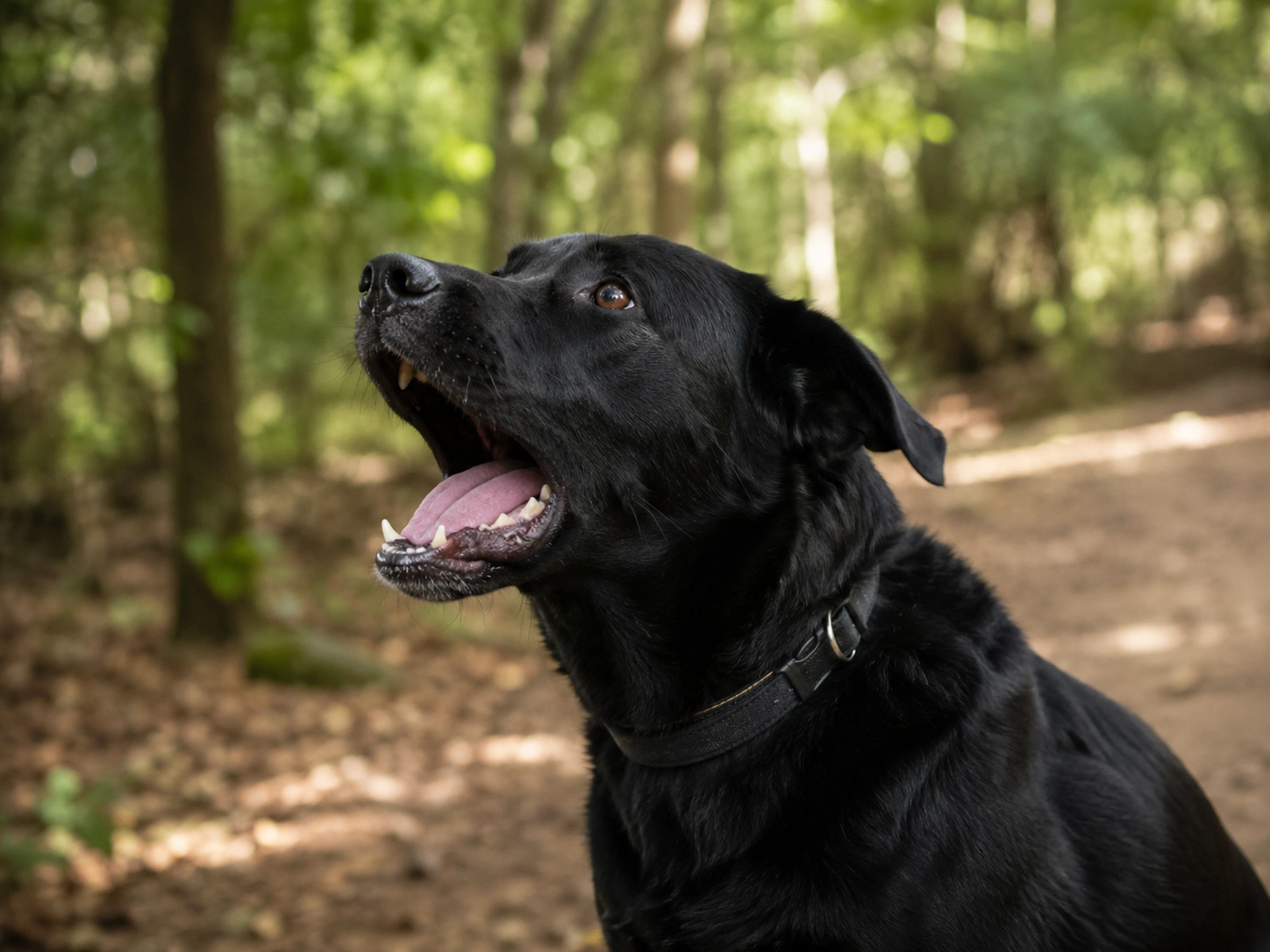 Why Do Dogs Bark at Night?