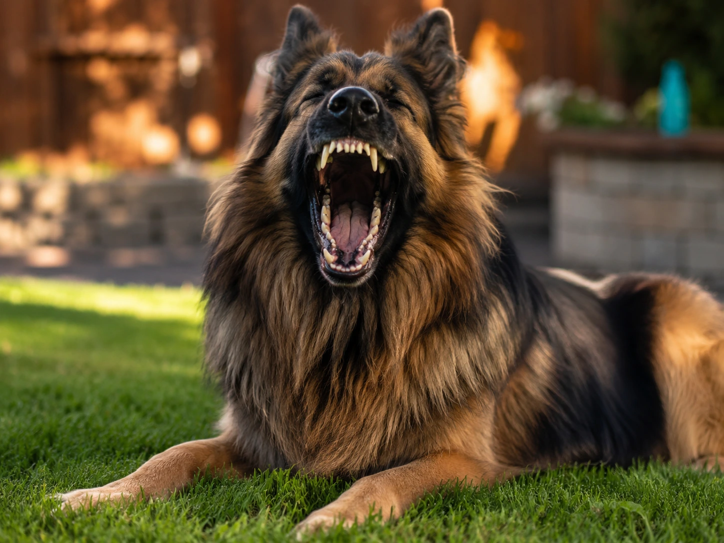 How to Tell What Kind of Barking It Might Be
