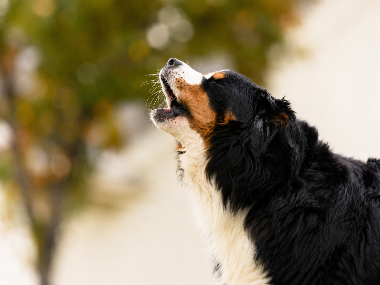 Why Dog Barking Can Feel So Overwhelming
