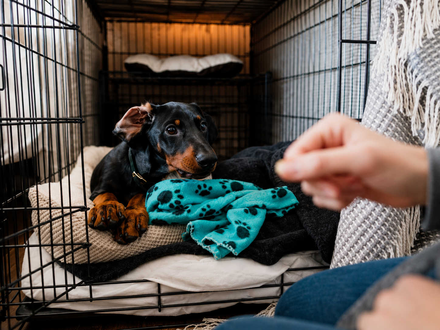 Puppy Barking in Crate: Why It Feels So Hard

