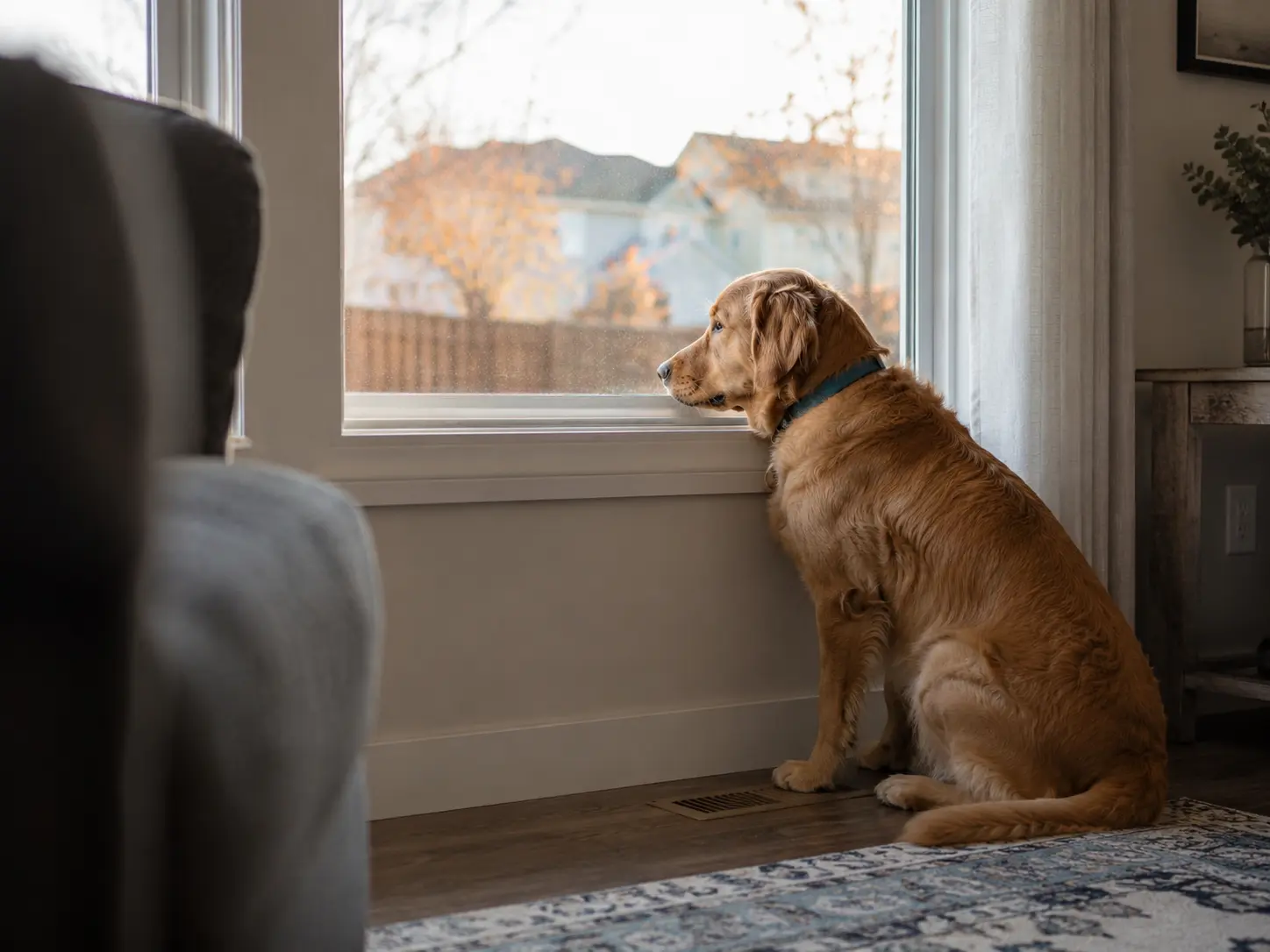 Why Dogs May Ignore Treats When Left Alone