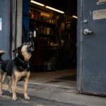Why Does My Dog Bark When I Leave or Close the Door?