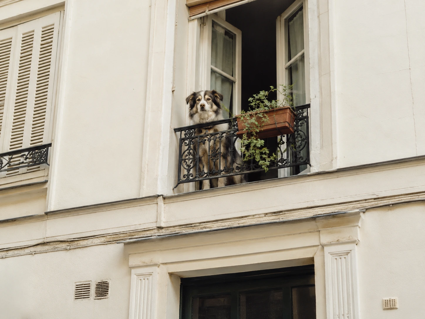 Why Apartment Barking Can Feel Worse
