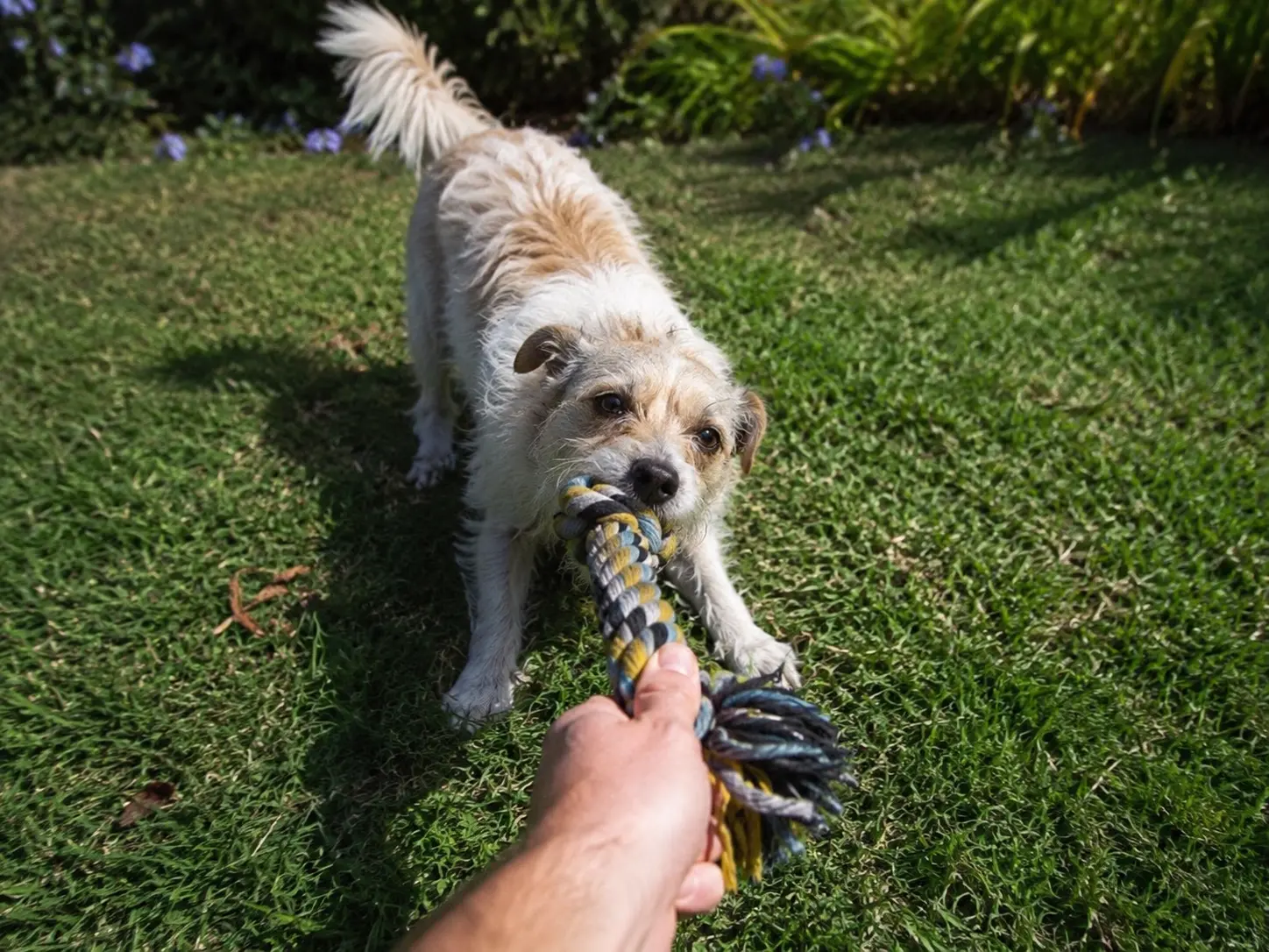 What to Do If Your Dog Refuses Food Toys When Alone