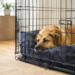 Crate Training vs. Free Roam for Dog Separation Anxiety: Which Is Safer?