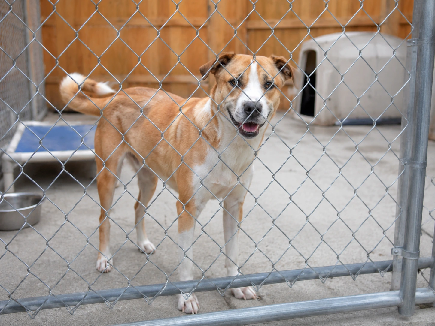 Why Crates Can Be Hard for Some Dogs With Separation Distress
