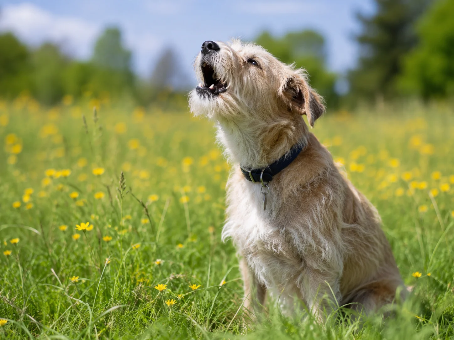 How to Choose the Right Product for This Barking Problem