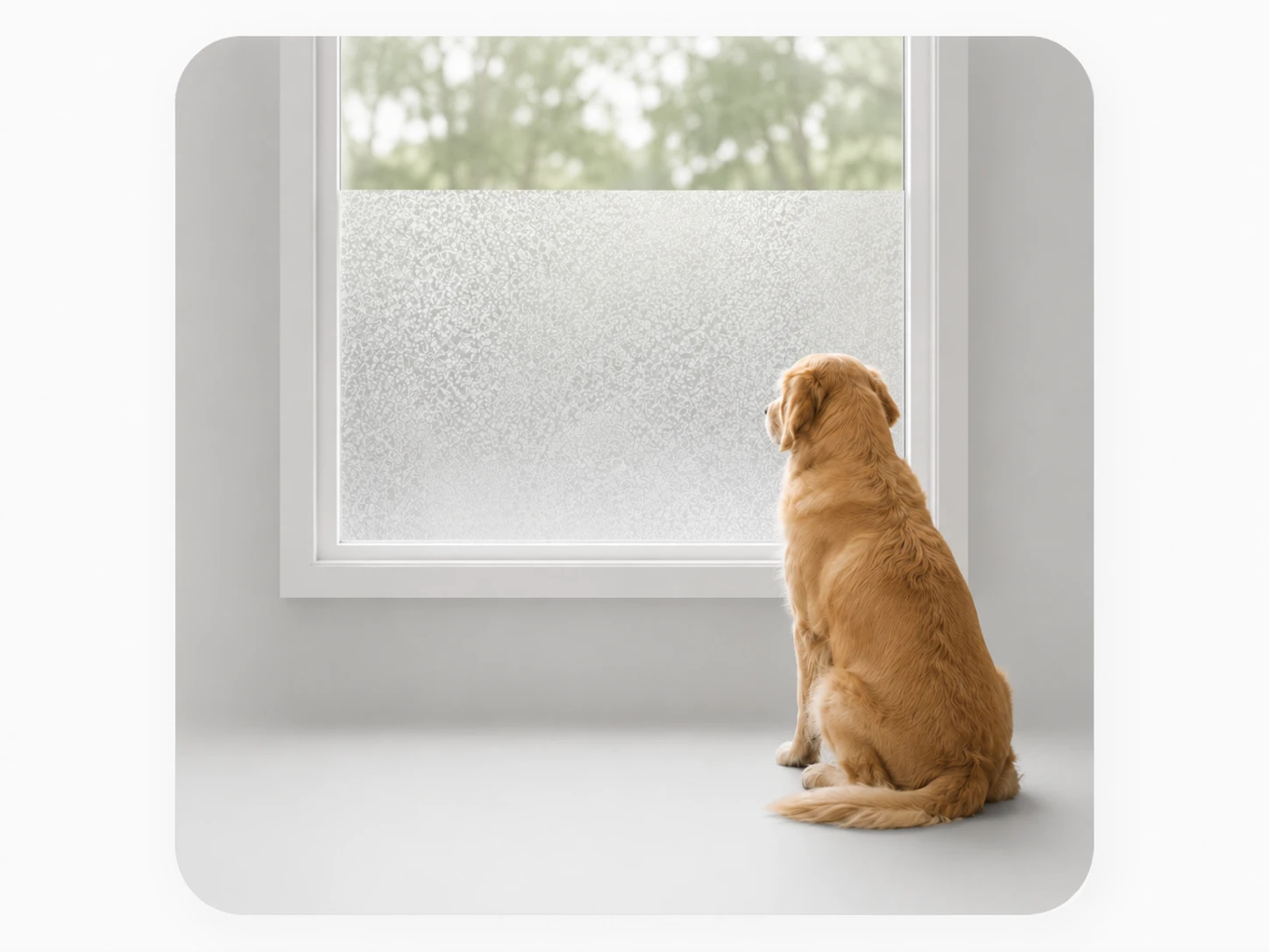 rabbitgoo privacy film for reducing dog window barking triggers