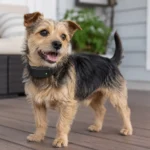 Best Bark Collar Alternatives for Dogs: Humane Tools and Setups