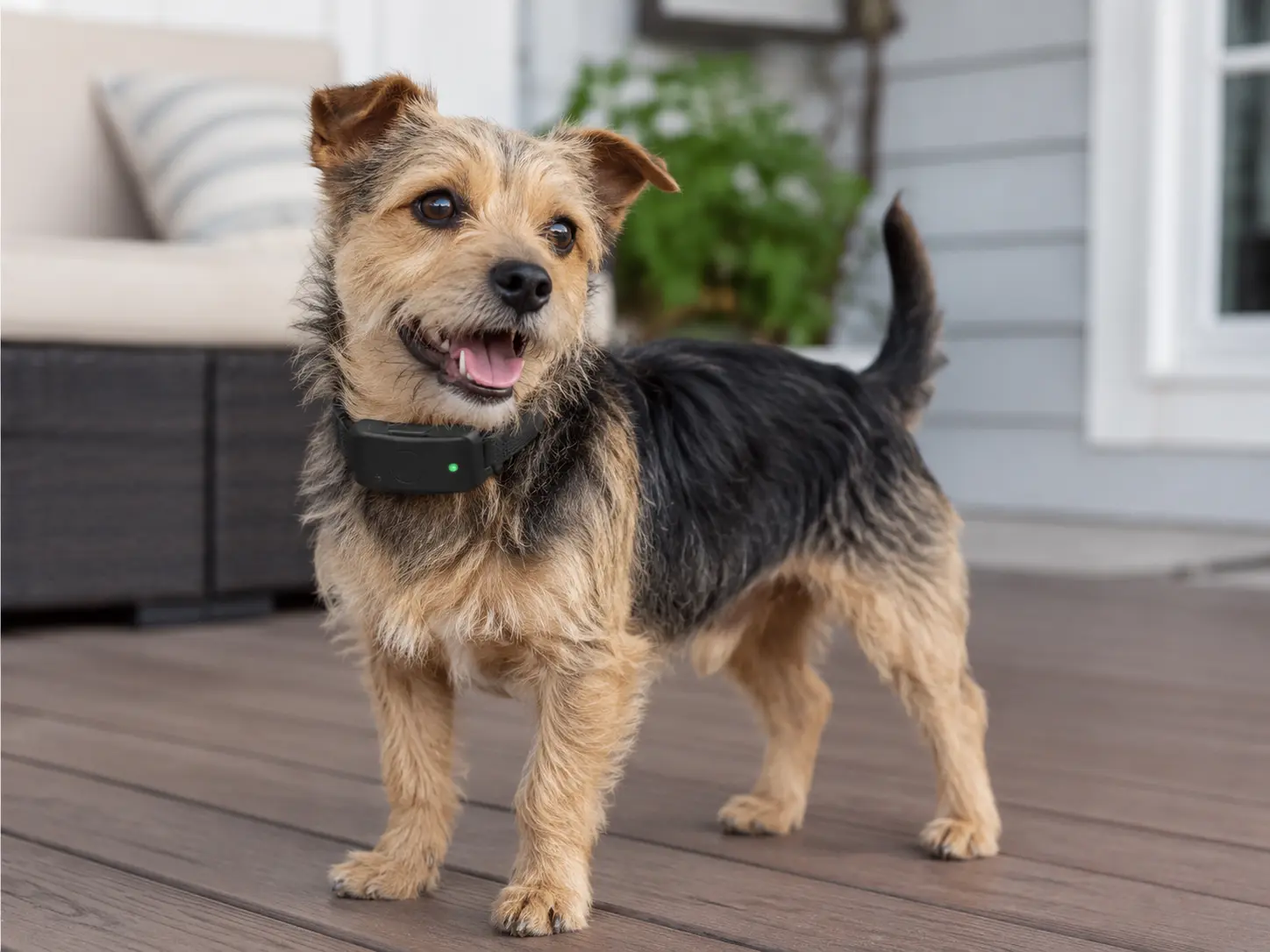 Best Bark Collar Alternatives for Dogs: Humane Tools and Setups