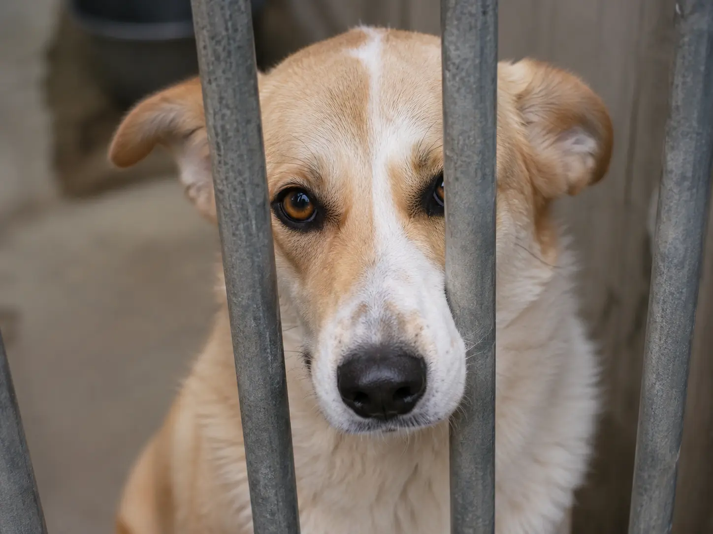 When Barking at Neighbors Becomes a Problem