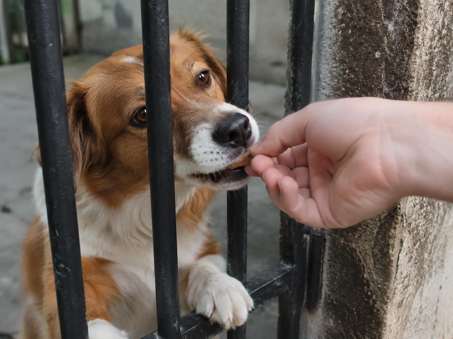 When Barking at Neighbors Becomes a Problem