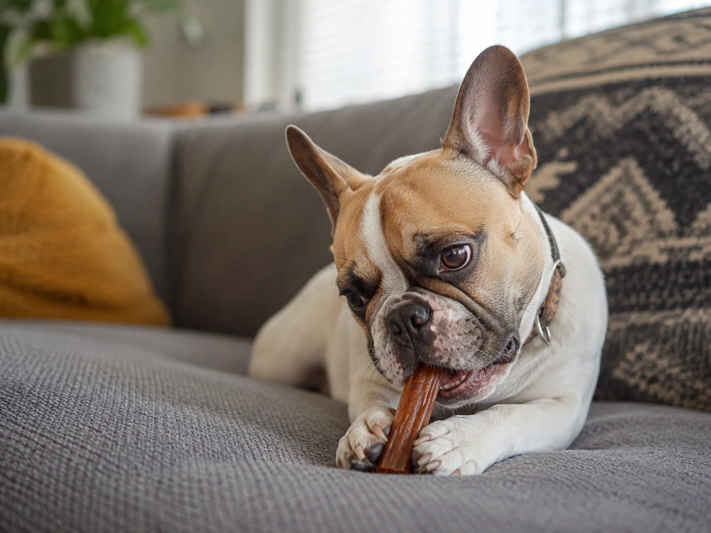 When Barking at Neighbors Becomes a Problem