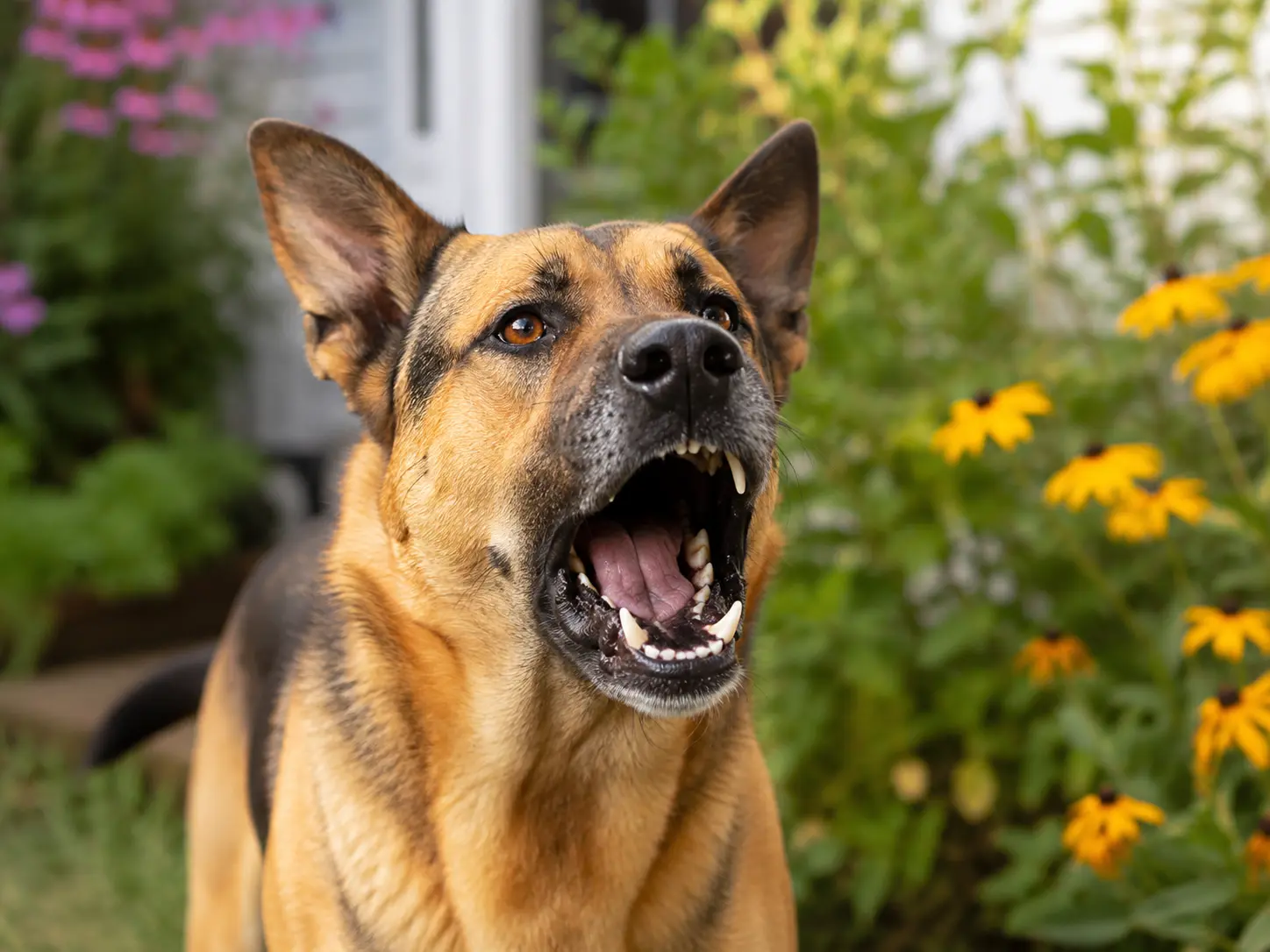 Real-Life Examples Dog Owners Notice