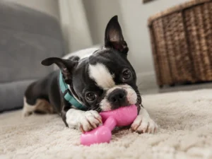 Dog Destroys Things When Left Alone? Products That May Help by Damage Type