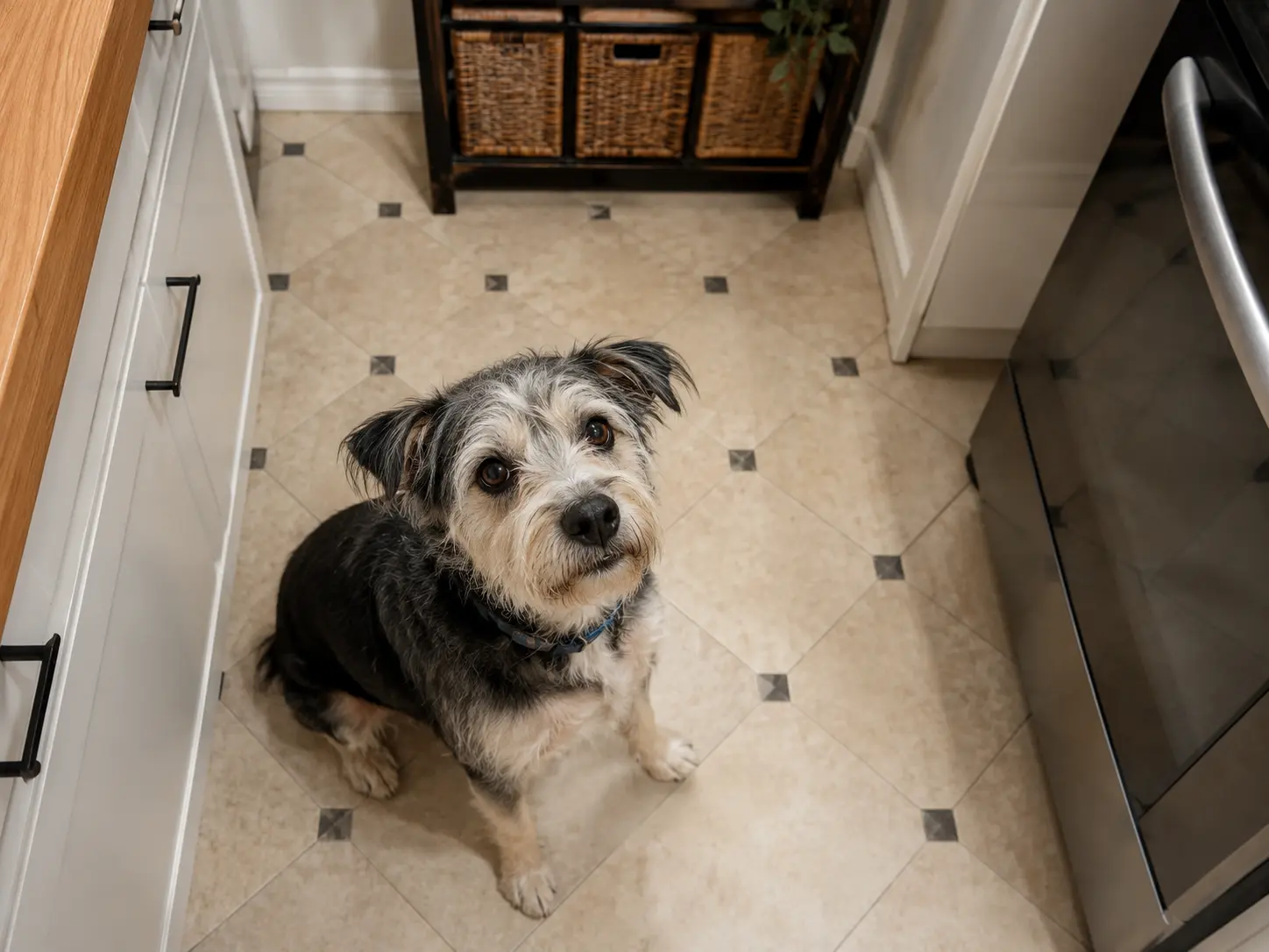 Dogs Usually Bark Because Cooking Predicts Food or Attention