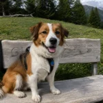 Separation Anxiety vs Isolation Distress in Dogs