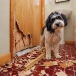 Dog Scratching the Door When Left Alone