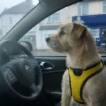 Why Does My Dog Bark in the Car? Causes and How to Reduce It