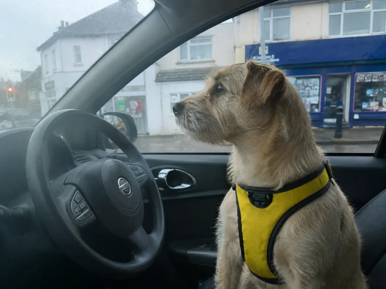 Why Does My Dog Bark in the Car? Causes and How to Reduce It