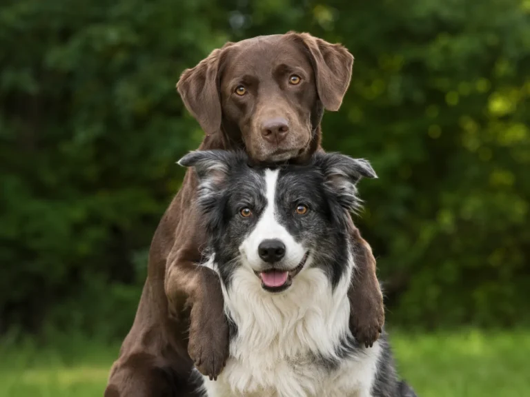 Will Getting a Second Dog Help With Separation Anxiety