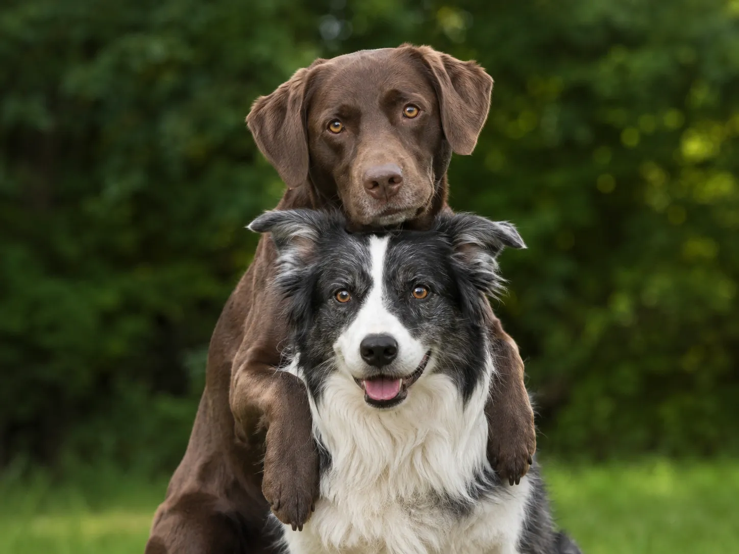 Will Getting a Second Dog Help With Separation Anxiety