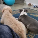 Dog Separation Anxiety After Another Dog Dies