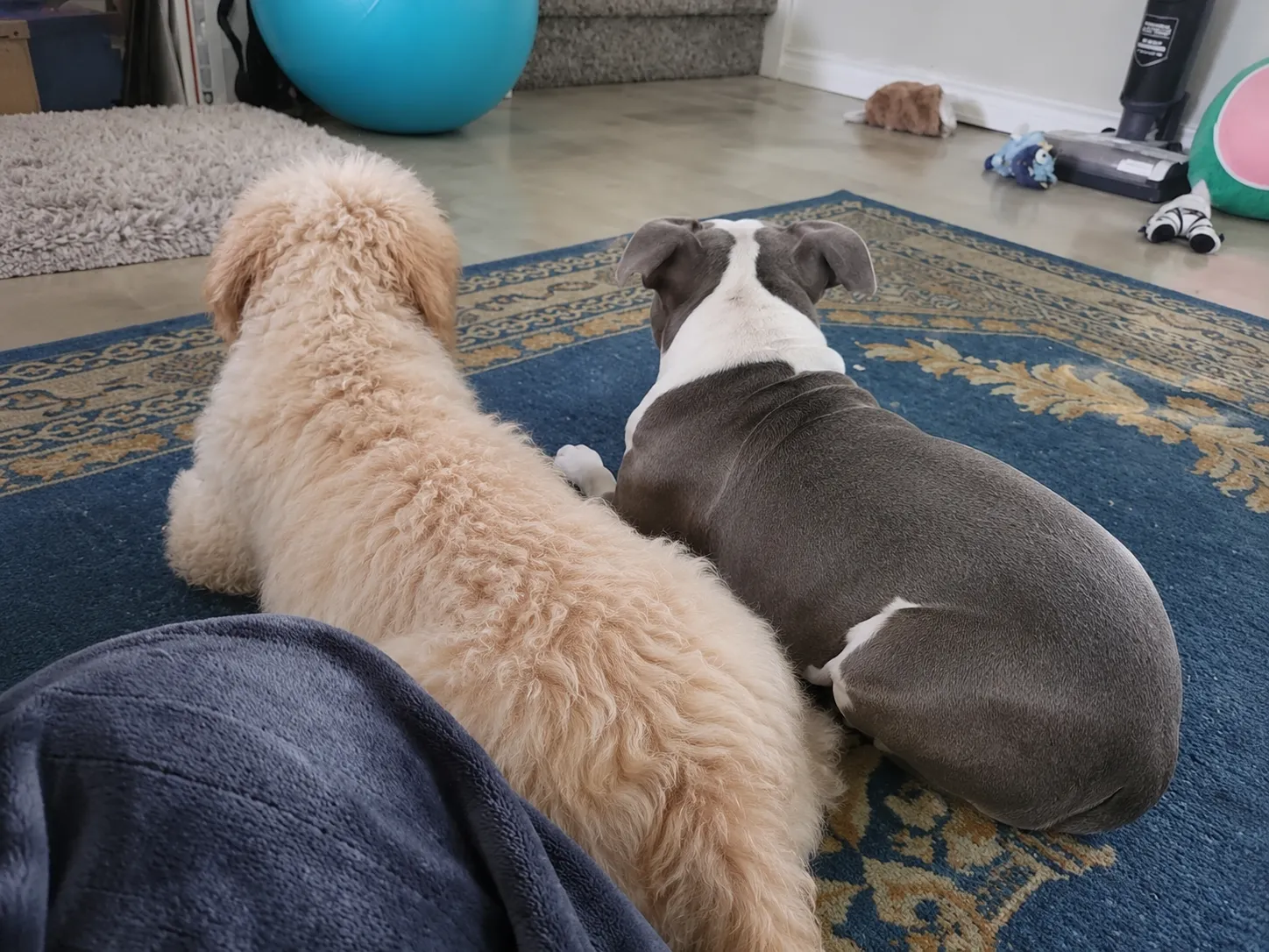 Dog Separation Anxiety After Another Dog Dies