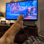 Why Does My Dog Bark at the TV? How to Stop It