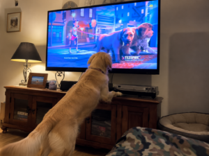 Why Does My Dog Bark at the TV? How to Stop It