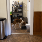 Why Does My Dog Bark at His Food Bowl Before or While Eating?