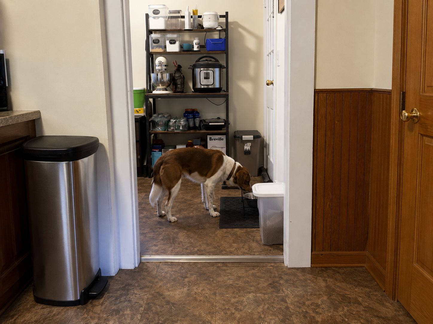 Why Does My Dog Bark at His Food Bowl Before or While Eating?