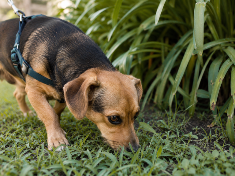 How Soon Can You Leave a Newly Adopted Rescue Dog Alone?