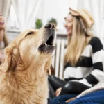 Why Does My Dog Keep Barking at Guests