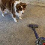 Why Does My Dog Bark and Attack the Vacuum