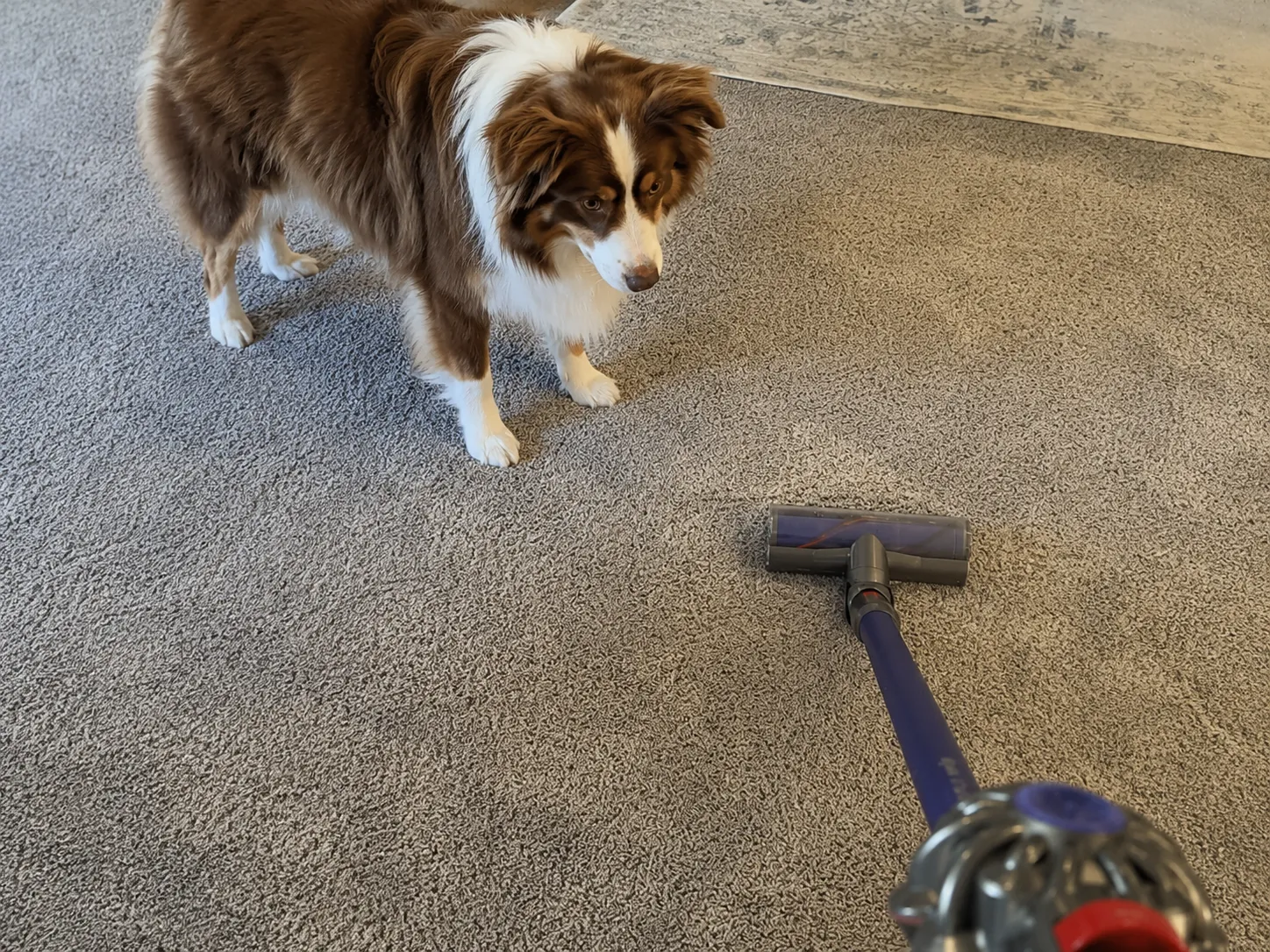 Why Does My Dog Bark and Attack the Vacuum