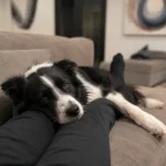 My Puppy Is With Me All Day Will He Ever Learn to Be Alone
